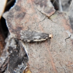 Hoplostega ochroma (a Eulechria Group moth) at Mount Painter - 4 Jul 2018 by CathB