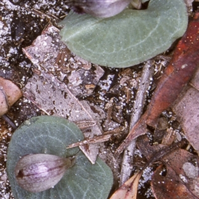 Corybas aconitiflorus (Spurred Helmet Orchid) at Booderee National Park1 - 11 Jul 1997 by BettyDonWood