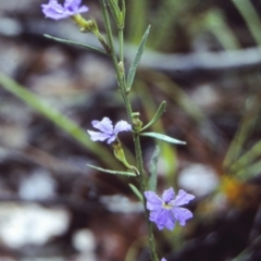 Dampiera scottiana at Booderee National Park1 - 24 Sep 1997 by BettyDonWood