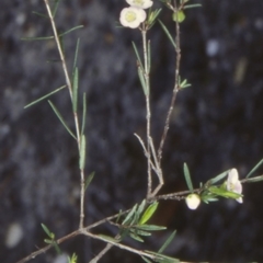 Euryomyrtus ramosissima subsp. ramosissima (Rosy Baeckea, Rosy Heath-myrtle) at Booderee National Park1 - 2 Jul 1998 by BettyDonWood