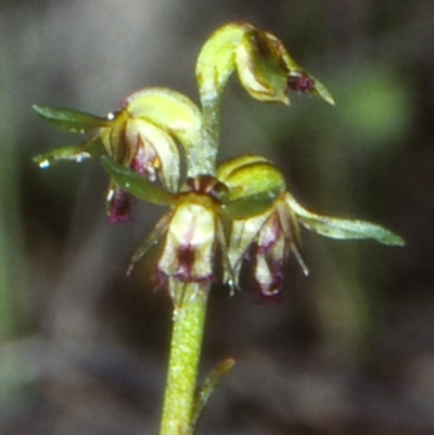 Corunastylis stephensonii (Stephenson's Midge Orchid) at Booderee National Park1 - 7 Jun 1998 by BettyDonWood