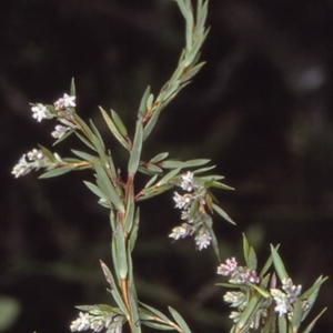 Leucopogon rodwayi at Booderee National Park1 - 11 Jul 1997 12:00 AM