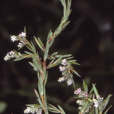 Leucopogon rodwayi at Booderee National Park1 - 11 Jul 1997 by BettyDonWood