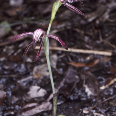 Pyrorchis nigricans (Red Beaks) at Booderee National Park1 - 24 Sep 1997 by BettyDonWood