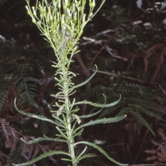 Senecio diaschides (Erect Groundsel) at Booderee National Park1 - 22 Jan 1998 by BettyDonWood