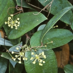 Smilax glyciphylla (Native Sarsaparilla) at Booderee National Park1 - 21 Jan 1998 by BettyDonWood