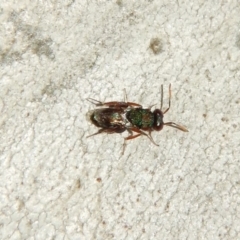 Chalcididae (family) (Unidentified chalcid wasp) at Belconnen, ACT - 4 Jul 2018 by CathB