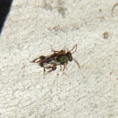 Chalcididae (family) at Belconnen, ACT - 4 Jul 2018 03:14 PM