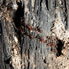 Papyrius nitidus (Shining Coconut Ant) at Belconnen, ACT - 6 Jul 2018 by CathB