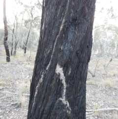 Papyrius nitidus at Belconnen, ACT - 6 Jul 2018