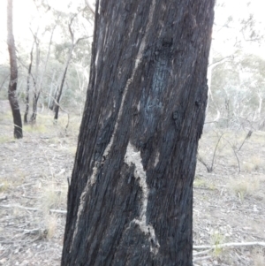 Papyrius nitidus at Belconnen, ACT - 6 Jul 2018