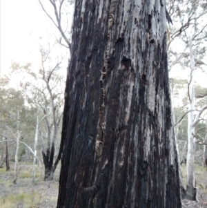 Papyrius nitidus at Belconnen, ACT - 6 Jul 2018