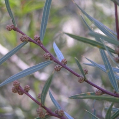 Acacia siculiformis (Dagger Wattle) at Booth, ACT - 7 Jul 2018 by MatthewFrawley