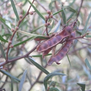 Acacia siculiformis at Booth, ACT - 7 Jul 2018 12:49 PM