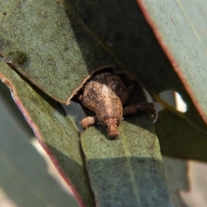 Gonipterus sp. (genus) at Cook, ACT - 2 Jul 2018