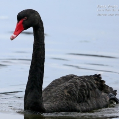 Cygnus atratus (Black Swan) at Burrill Lake, NSW - 23 Jul 2015 by CharlesDove