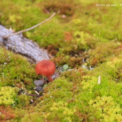 Unverified Fungus - 21 Jul 2015 by CharlesDove
