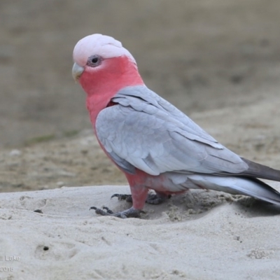 Eolophus roseicapilla (Galah) at Burrill Lake, NSW - 22 Jul 2015 by Charles Dove