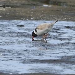 Charadrius rubricollis (Hooded Plover) at South Pacific Heathland Reserve - 22 Jul 2015 by CharlesDove