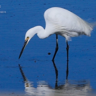 Egretta garzetta (Little Egret) at Burrill Lake, NSW - 20 Jul 2015 by Charles Dove