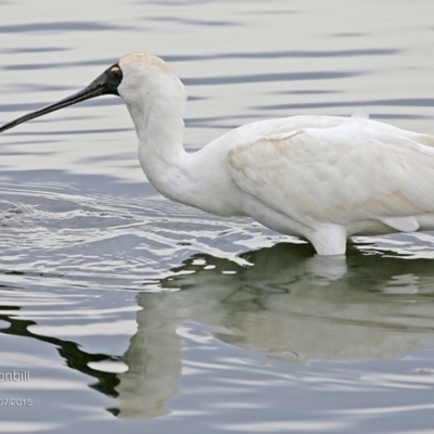 Platalea regia (Royal Spoonbill) at Burrill Lake, NSW - 22 Jul 2015 by CharlesDove