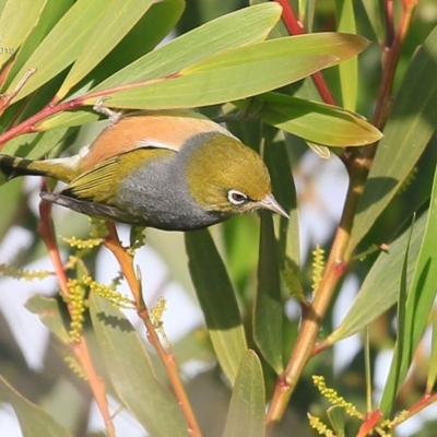 Zosterops lateralis (Silvereye) at Ulladulla, NSW - 21 Jul 2015 by CharlesDove