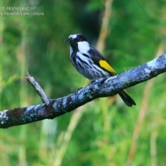Phylidonyris niger (White-cheeked Honeyeater) at Narrawallee Foreshore and Reserves Bushcare Group - 21 Jul 2015 by CharlesDove