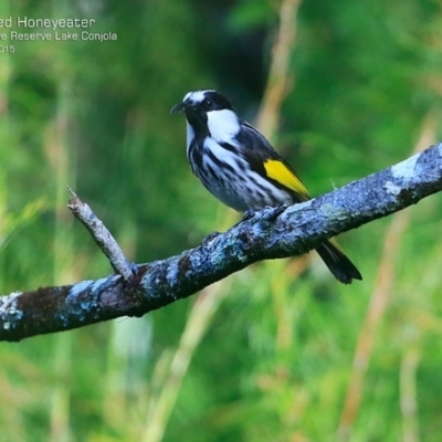 Phylidonyris niger (White-cheeked Honeyeater) at Narrawallee Foreshore and Reserves Bushcare Group - 20 Jul 2015 by CharlesDove