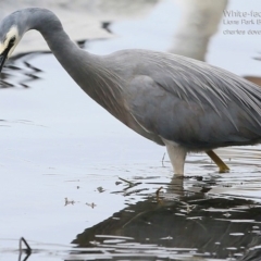 Egretta novaehollandiae (White-faced Heron) at Burrill Lake, NSW - 21 Jul 2015 by CharlesDove