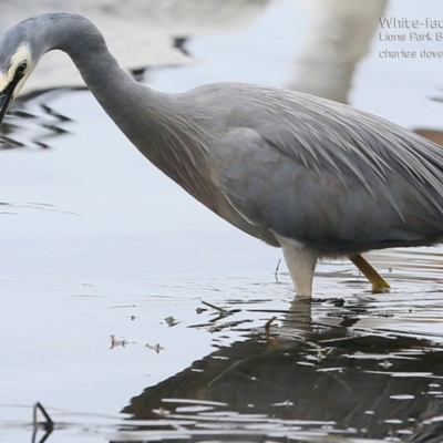 Egretta novaehollandiae (White-faced Heron) at Burrill Lake, NSW - 21 Jul 2015 by CharlesDove