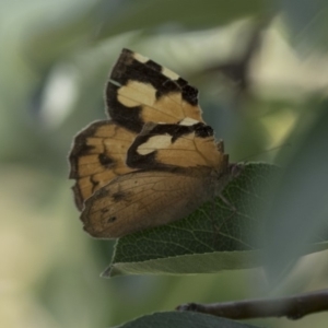 Heteronympha merope at Higgins, ACT - 2 Mar 2018 04:45 PM