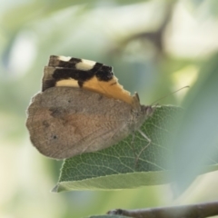 Heteronympha merope at Higgins, ACT - 2 Mar 2018