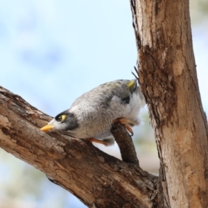 Manorina melanocephala at Amaroo, ACT - 2 Mar 2018