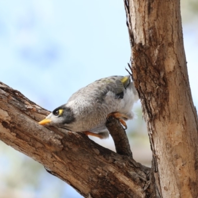 Manorina melanocephala (Noisy Miner) at Amaroo, ACT - 2 Mar 2018 by AlisonMilton