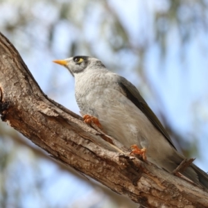 Manorina melanocephala at Amaroo, ACT - 2 Mar 2018