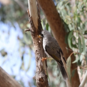 Manorina melanocephala at Amaroo, ACT - 2 Mar 2018