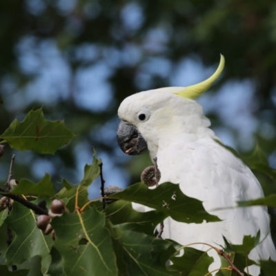 Cacatua galerita (Sulphur-crested Cockatoo) at Amaroo, ACT - 2 Mar 2018 by AlisonMilton