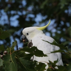 Cacatua galerita at Amaroo, ACT - 2 Mar 2018 10:40 AM