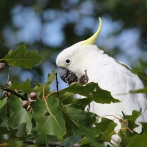 Cacatua galerita at Amaroo, ACT - 2 Mar 2018 10:40 AM