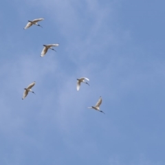 Threskiornis molucca (Australian White Ibis) at Amaroo, ACT - 2 Mar 2018 by AlisonMilton