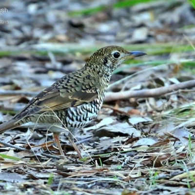 Zoothera lunulata (Bassian Thrush) at Meroo National Park - 9 Jul 2015 by Charles Dove