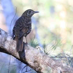 Zoothera lunulata (Bassian Thrush) at Lake Conjola, NSW - 1 Jul 2015 by Charles Dove