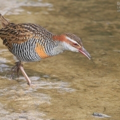 Gallirallus philippensis (Buff-banded Rail) at Burrill Lake, NSW - 3 Jul 2015 by Charles Dove