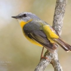 Eopsaltria australis (Eastern Yellow Robin) at Burrill Lake, NSW - 4 Jul 2015 by CharlesDove