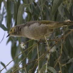 Ptilotula penicillata (White-plumed Honeyeater) at Amaroo, ACT - 2 Mar 2018 by AlisonMilton