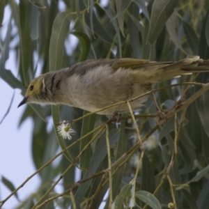 Ptilotula penicillata at Amaroo, ACT - 2 Mar 2018 11:01 AM