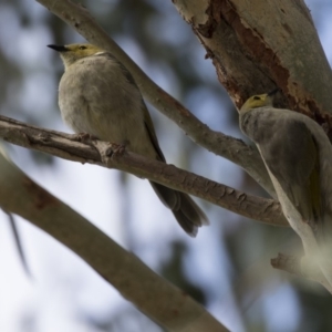 Ptilotula penicillata at Amaroo, ACT - 2 Mar 2018 11:01 AM