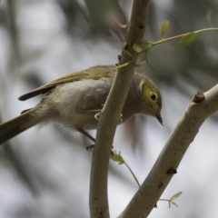 Ptilotula penicillata at Amaroo, ACT - 2 Mar 2018