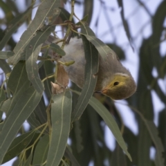 Ptilotula penicillata at Amaroo, ACT - 2 Mar 2018