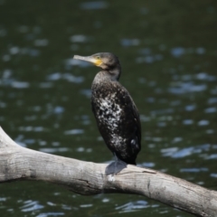 Phalacrocorax carbo (Great Cormorant) at Amaroo, ACT - 2 Mar 2018 by Alison Milton